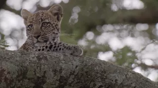 Denník zvieracích mláďat (3/3)