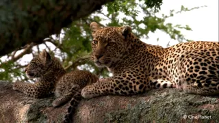 Denník zvieracích mláďat (3/3)