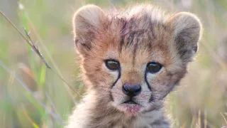 Denník zvieracích mláďat (3/3)