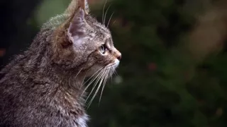 Divoká príroda Bavorska (2/2)