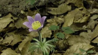 Divoká príroda Bavorska (2/2)