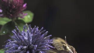 Divoká príroda Bavorska (2/2)