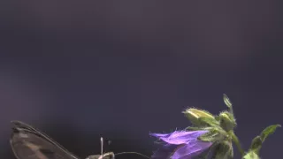 Divoká príroda Bavorska (2/2)