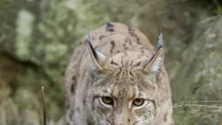 Divoká príroda Bavorska (2/2)