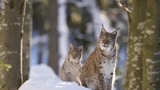 Divoká príroda Bavorska (2/2)