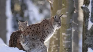 Divoká príroda Bavorska (2/2)