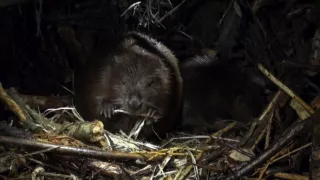 Divoká príroda Bavorska (2/2)