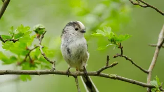 Divoká príroda Bavorska (2/2)