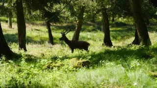 Divoká príroda Bavorska (2/2)