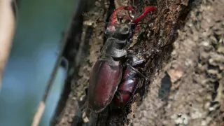 Divoká príroda Bavorska (2/2)