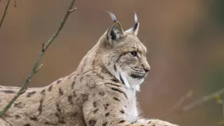 Divoká príroda Bavorska (2/2)