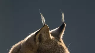 Divoká príroda Bavorska (2/2)