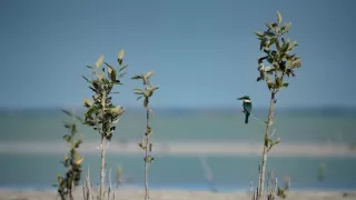 Tajný život na pobreží (1)