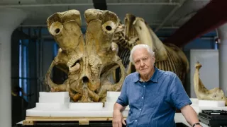 David Attenborough: Slon menom Jumbo