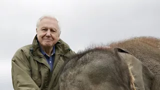 David Attenborough: Slon menom Jumbo