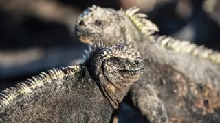 Zázračná planéta: Posledné raje na Zemi - Galapágy