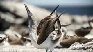 Zázračná planéta: Posledné raje na Zemi - Galapágy