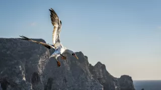 Zázračná planéta: Posledné raje na Zemi - Galapágy