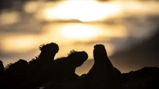 Zázračná planéta: Posledné raje na Zemi - Galapágy