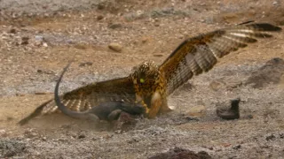 Zázračná planéta: Posledné raje na Zemi - Galapágy