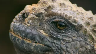 Zázračná planéta: Posledné raje na Zemi - Galapágy