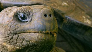 Zázračná planéta: Posledné raje na Zemi - Galapágy