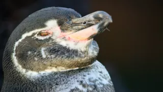 Zázračná planéta: Posledné raje na Zemi - Galapágy