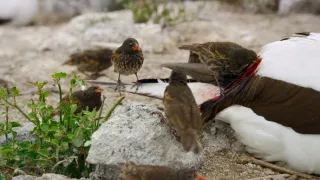 Zázračná planéta: Posledné raje na Zemi - Galapágy