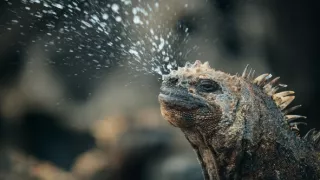 Zázračná planéta: Posledné raje na Zemi - Galapágy