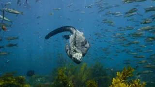 Zázračná planéta: Posledné raje na Zemi - Galapágy
