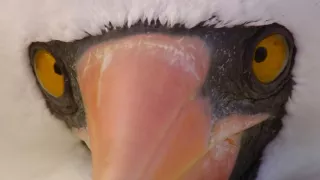 Zázračná planéta: Posledné raje na Zemi - Galapágy