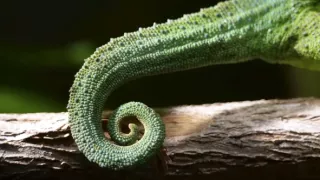 Námluvy ve světě zvířat (3/5)