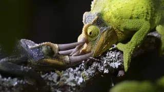 Námluvy ve světě zvířat (3/5)