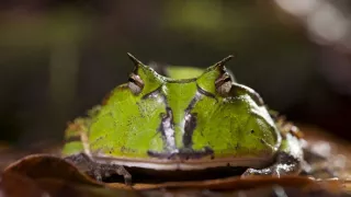 Námluvy ve světě zvířat (3/5)