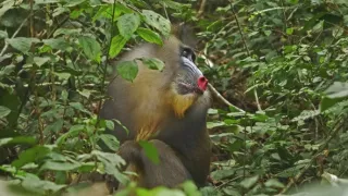 Námluvy ve světě zvířat (3/5)