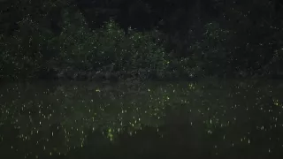 Námluvy ve světě zvířat (3/5)