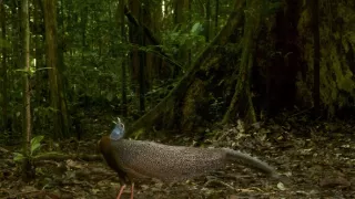 Námluvy ve světě zvířat (3/5)