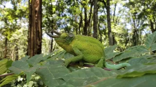 Námluvy ve světě zvířat (3/5)