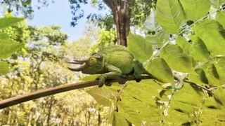 Námluvy ve světě zvířat (3/5)