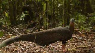 Námluvy ve světě zvířat (3/5)