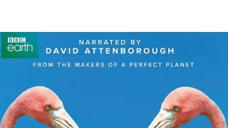 Námluvy ve světě zvířat (3/5)