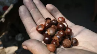 Šamani odchádzajú