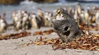 Peru: Divoké bojisko (1)