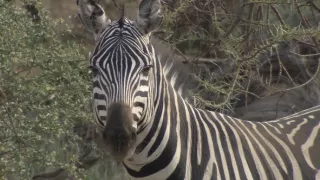 Kráľovstvo divočiny: Zebry, Afrika