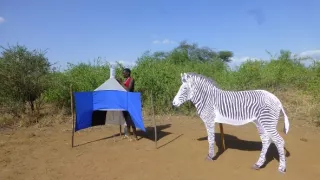 Kráľovstvo divočiny: Zebry, Afrika