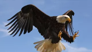 Zvířecí speciální jednotky (2)