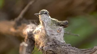 Veľkí a malí: Extrémy prírody