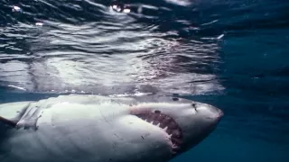 Morské predátory alebo Život na vrchole potravinového reťazca (3/4)