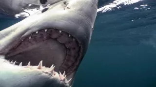 Morské predátory alebo Život na vrchole potravinového reťazca (3/4)
