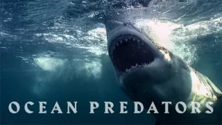 Morské predátory alebo Život na vrchole potravinového reťazca (3/4)